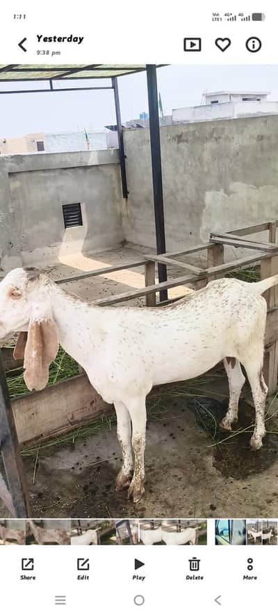 پیور دیسی مکھی چینی پٹھ 2 عدد لوکیشن لاھور