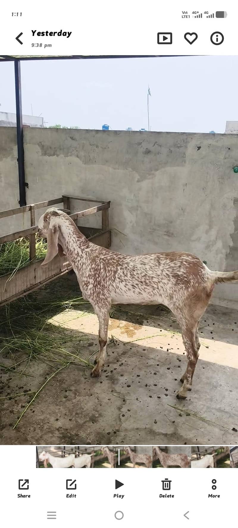 پیور دیسی مکھی چینی پٹھ 2 عدد لوکیشن لاھور 1