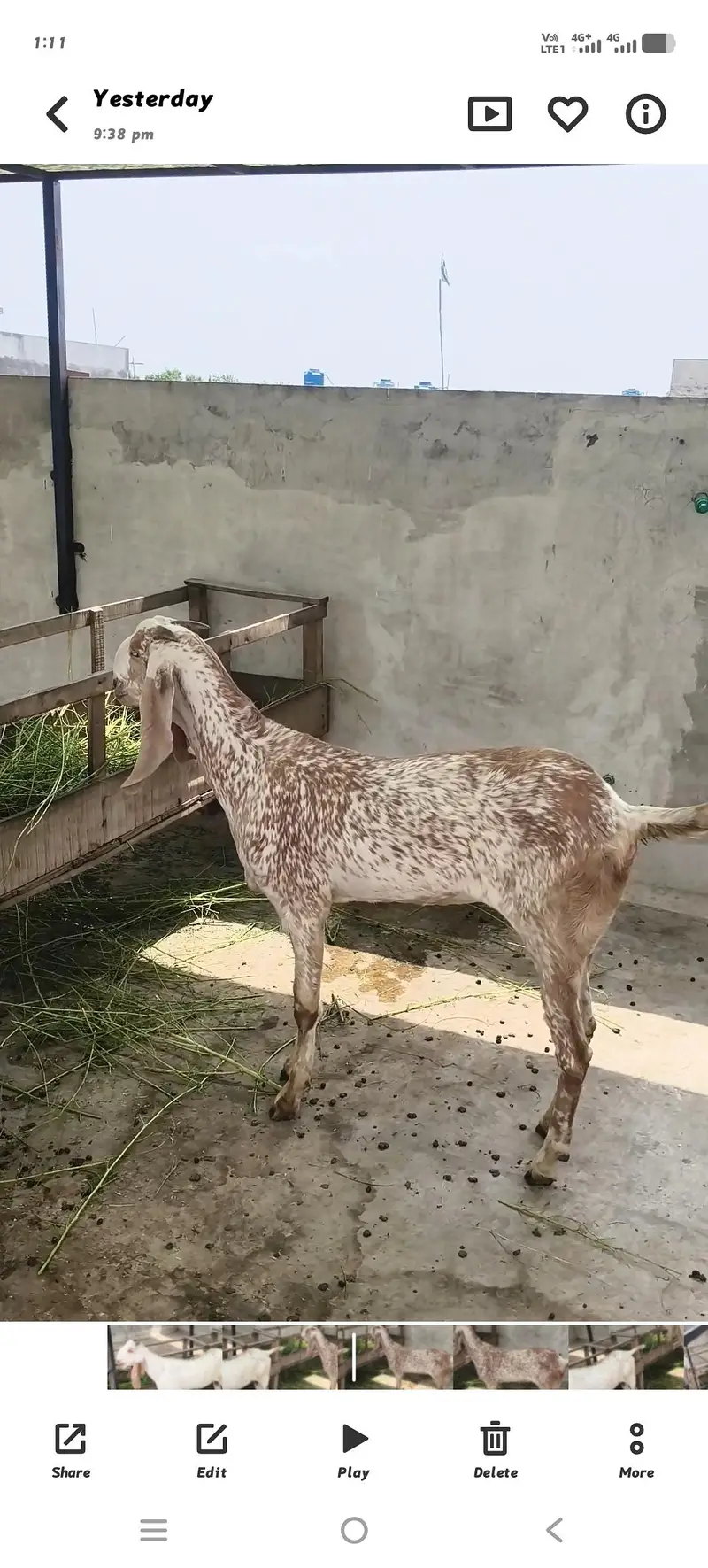 پیور دیسی مکھی چینی پٹھ 2 عدد لوکیشن لاھور — photo 2