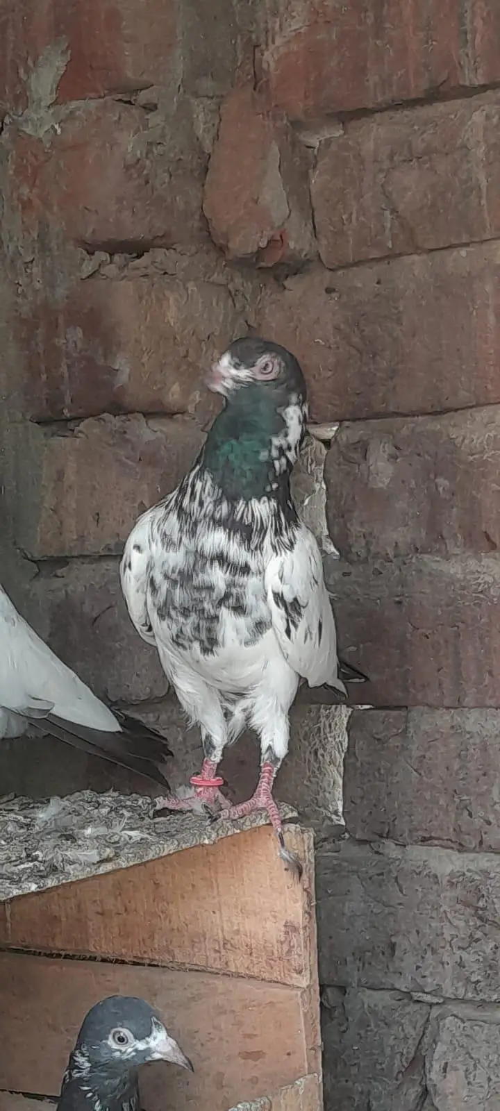 Red eyes golden 2500 03214991363 — photo 2