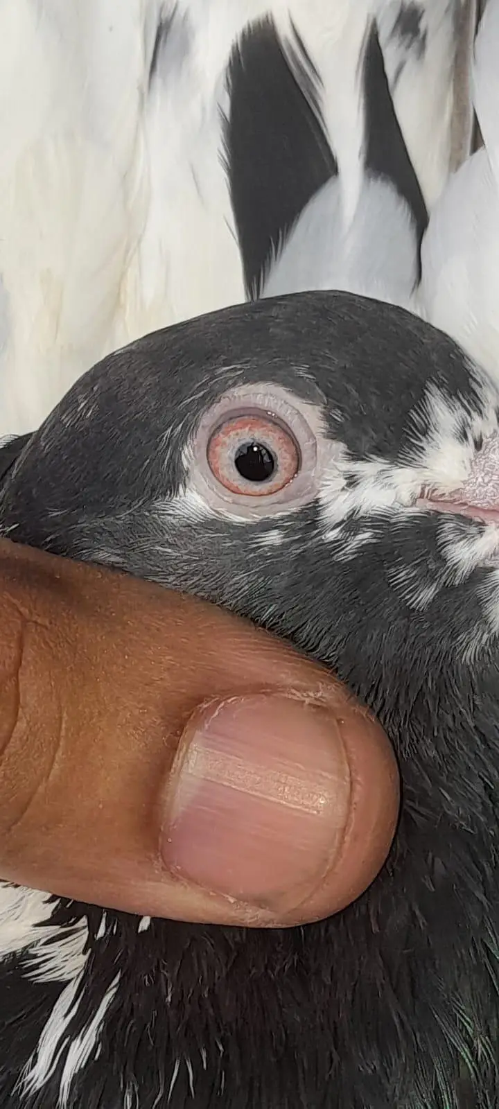Red eyes golden 2500 03214991363 — photo 5