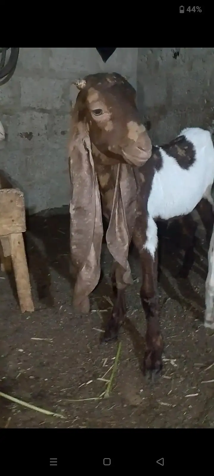kamori bakra male — photo 2