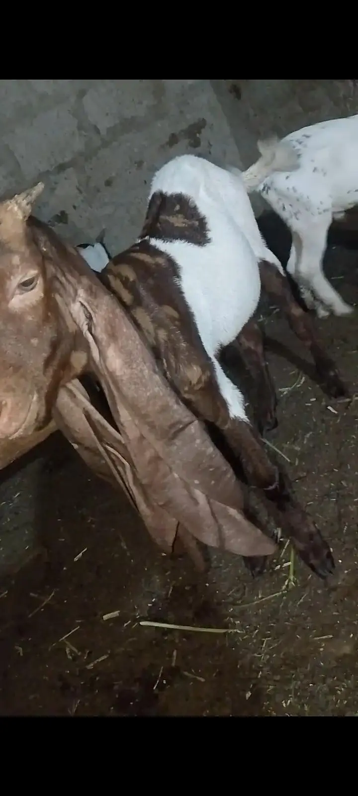 kamori bakra male — photo 4