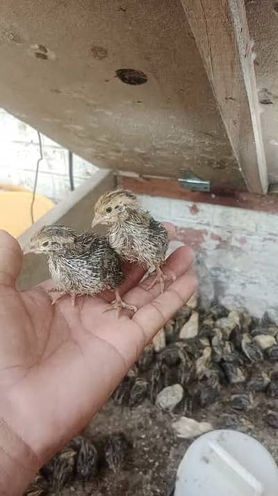 Batair/Quail Chicks 2 weeks old
