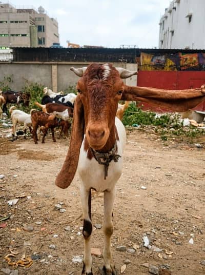 6 Daant Ki Kamori Cross Nasal Ki Bakria Hain