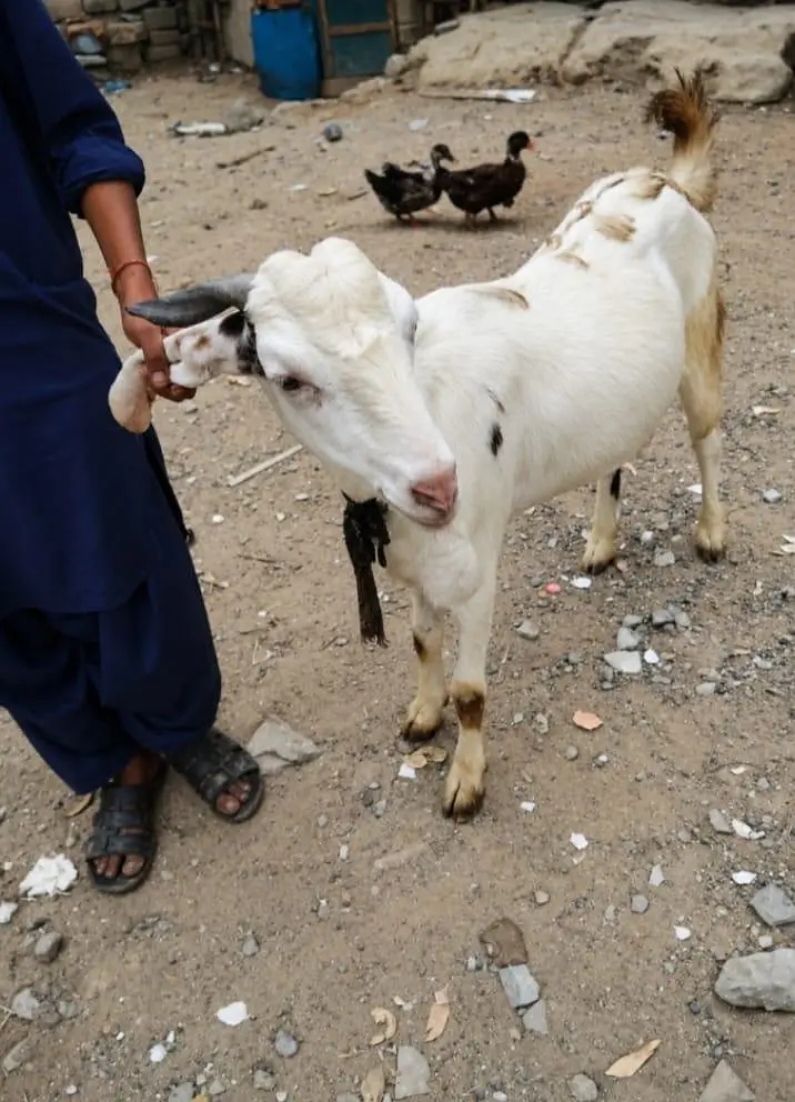 6 Daant Ki Kamori Cross Nasal Ki Bakria Hain — photo 2