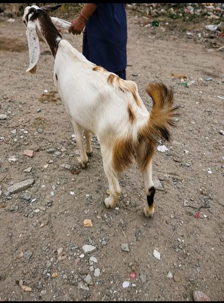 6 Daant Ki Kamori Cross Nasal Ki Bakria Hain — photo 3