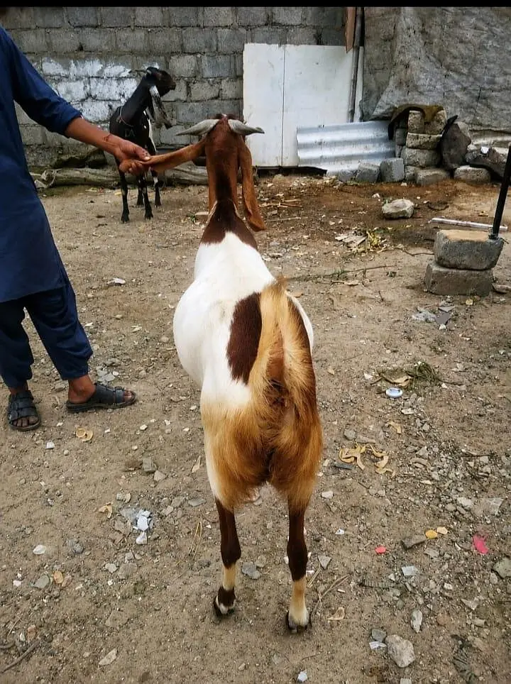 6 Daant Ki Kamori Cross Nasal Ki Bakria Hain — photo 4