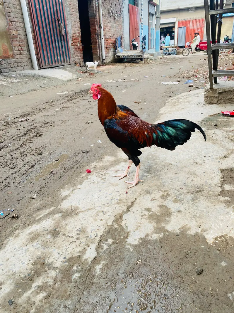 aseel murga — photo 2
