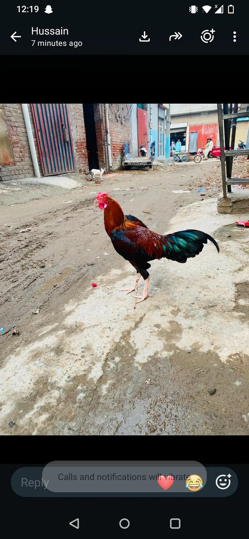aseel murga — photo 3
