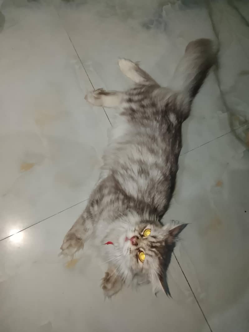 Persian cat 0