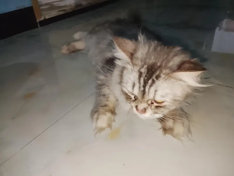 Persian cat — photo 2