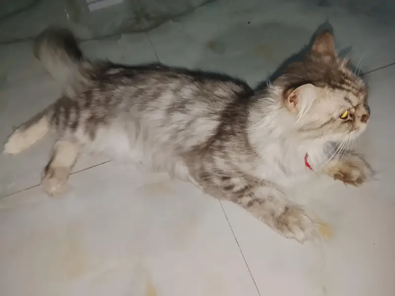 Persian cat — photo 3