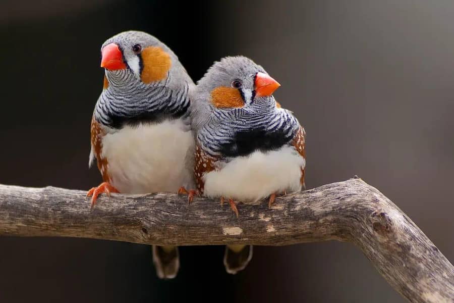birds 0