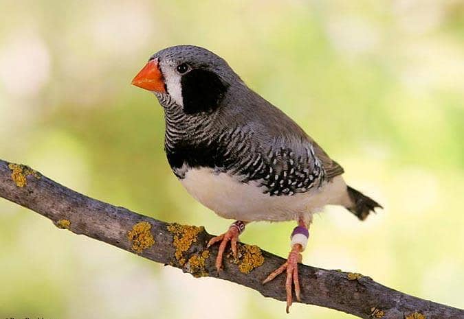 birds 1