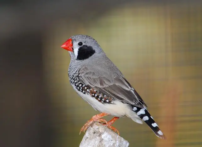 birds — photo 3
