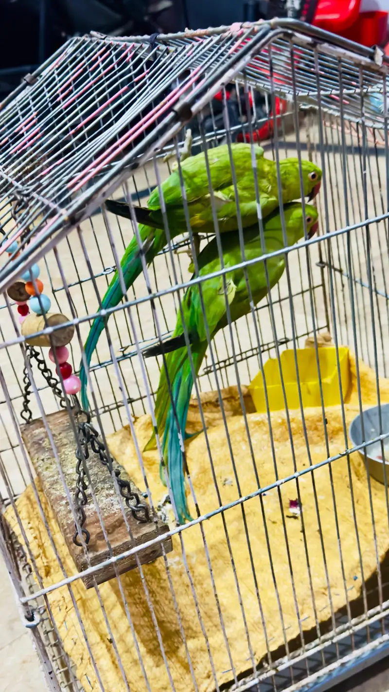 paired green helathy parrots with cage — photo 2