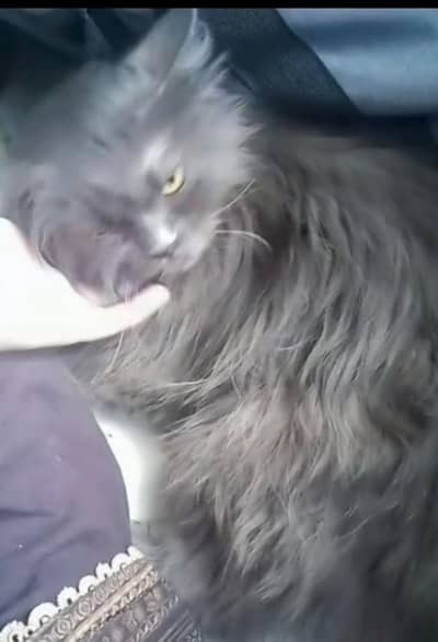 female cat and 3 kittens