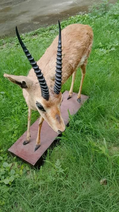 Chinkara Deer Taxidermy Display piece for Executive offices