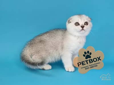 IMPORTED SCOTTISH FOLD AND BRITISH SHORT HAIR KITTENS AVAILABLE