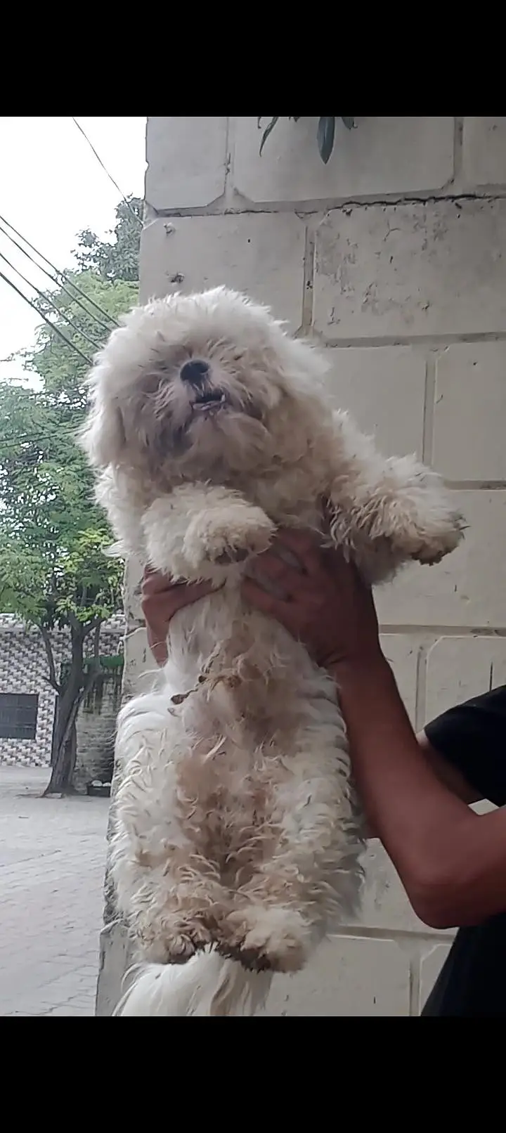 toy shitzu male healthy and active — photo 2