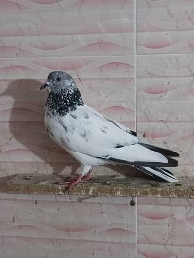 kabutar for sale per pair RS 1000