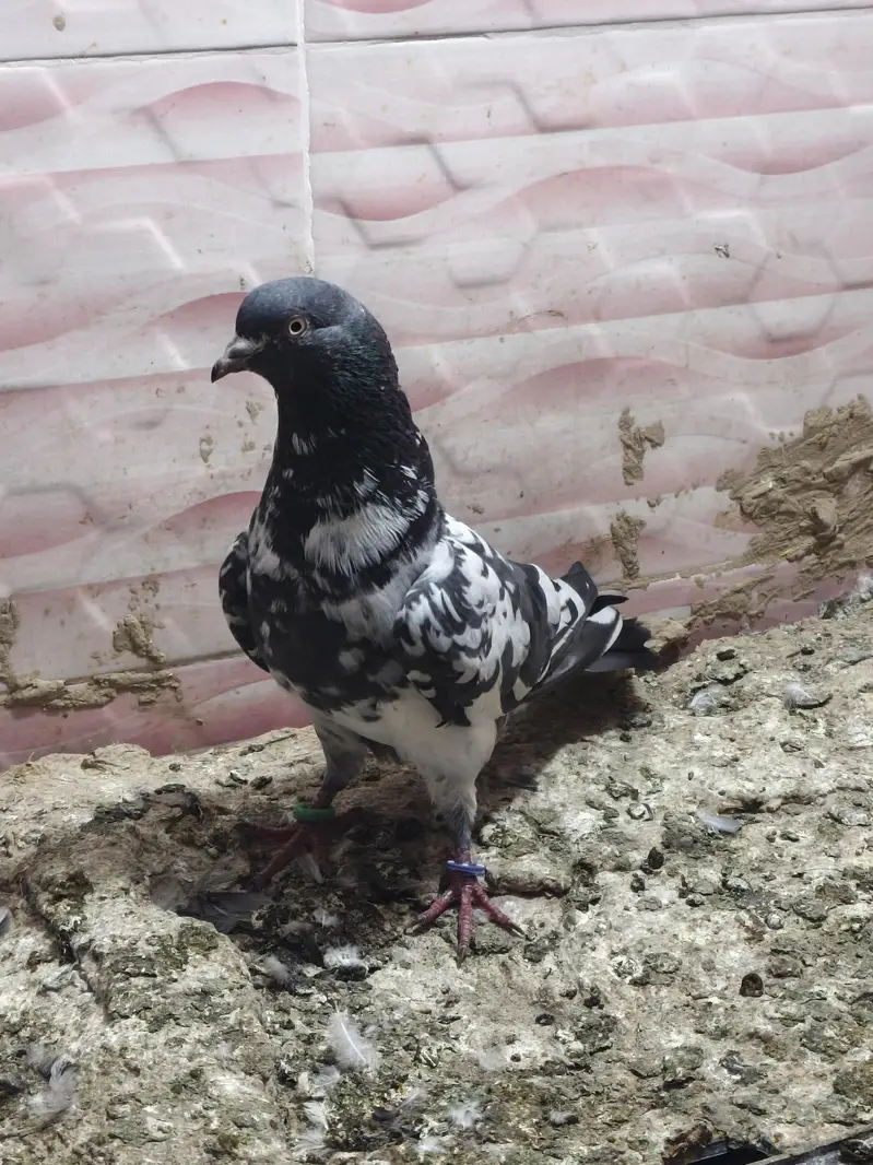 kabutar for sale per pair RS 1000 — photo 2