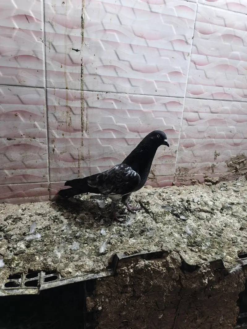kabutar for sale per pair RS 1000 — photo 3