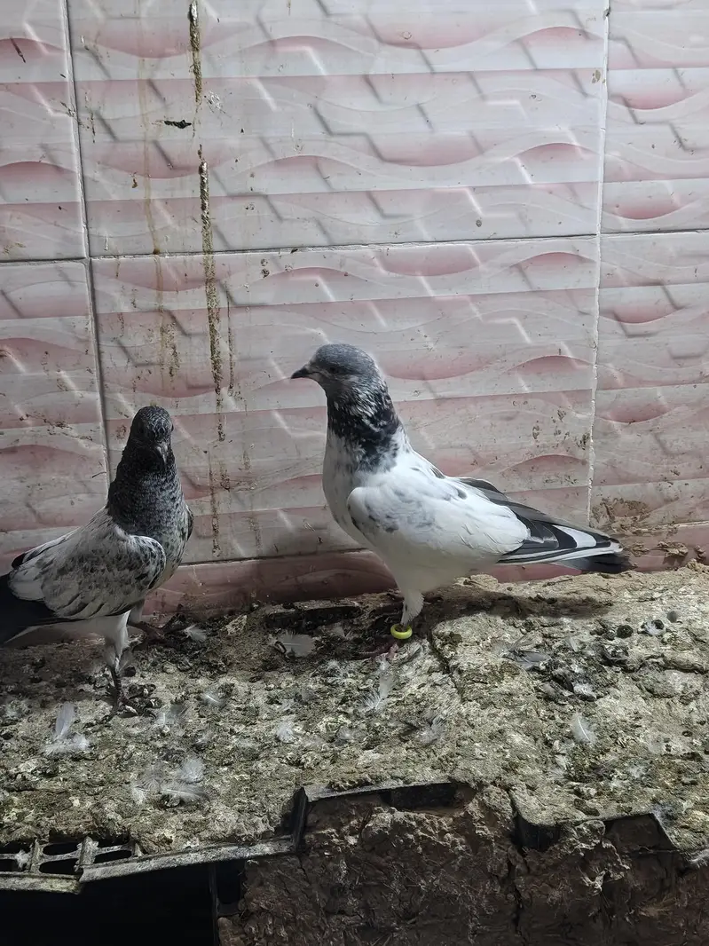 kabutar for sale per pair RS 1000 — photo 4