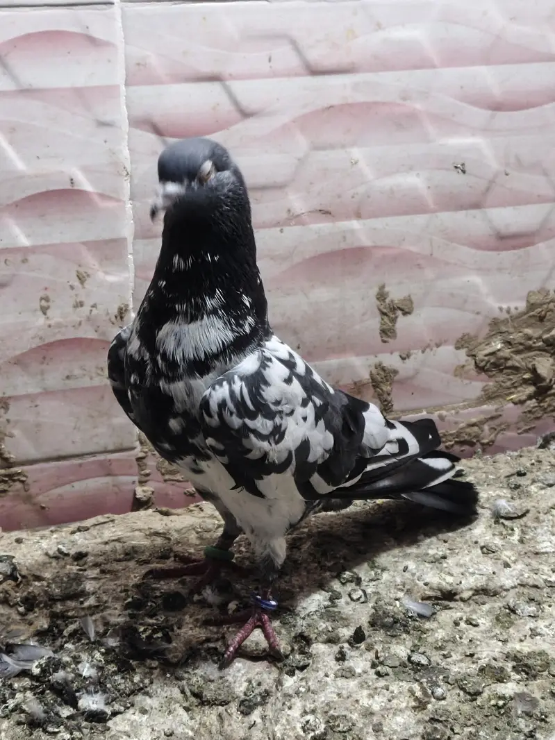 kabutar for sale per pair RS 1000 — photo 6