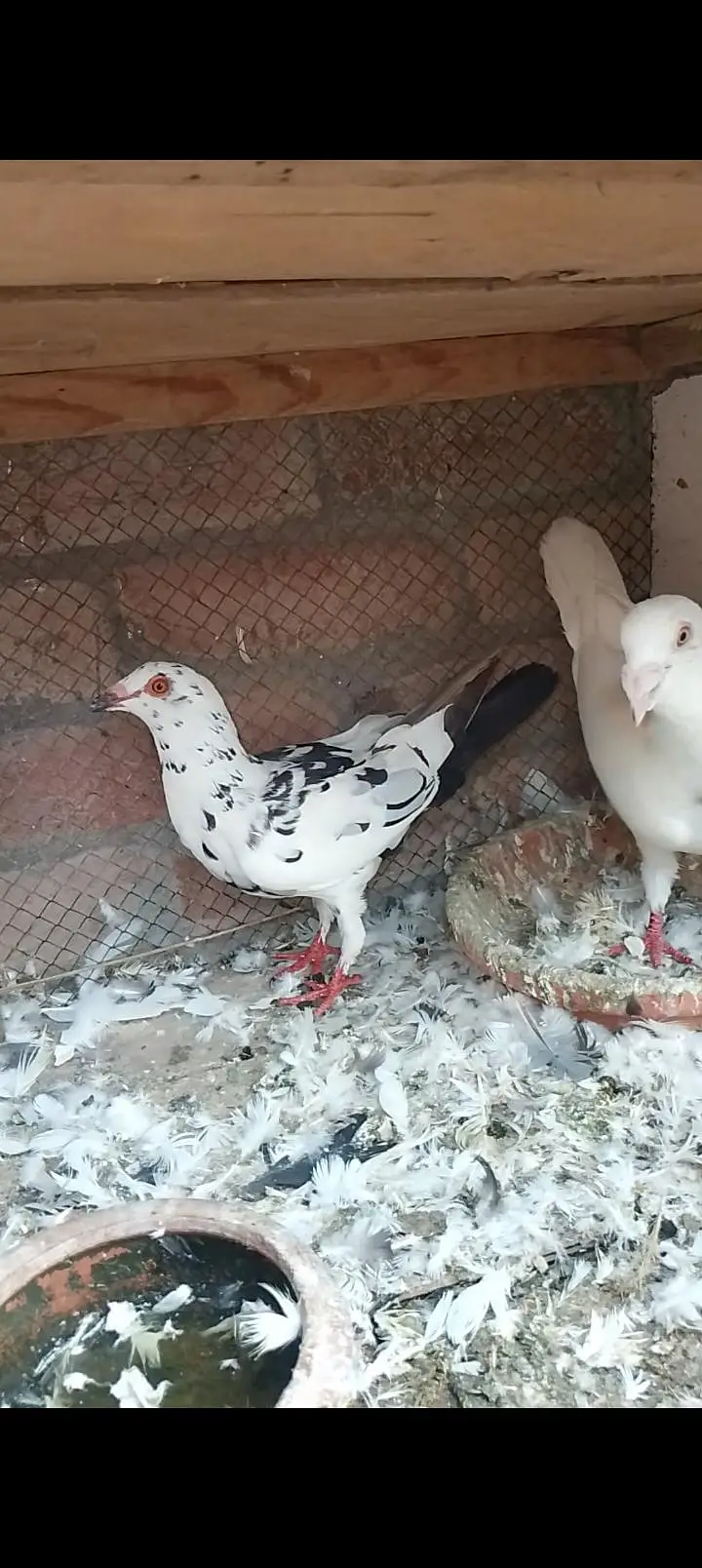 top quality recing pigeon — photo 2