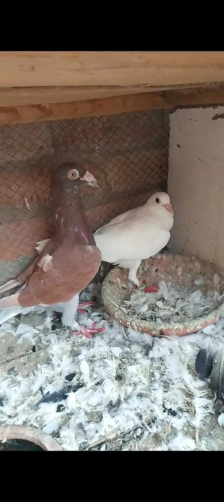 top quality recing pigeon — photo 3