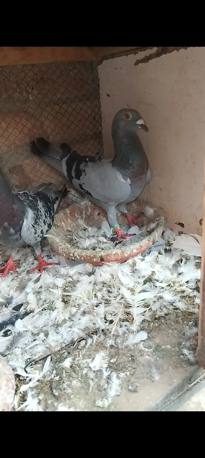 top quality recing pigeon — photo 5