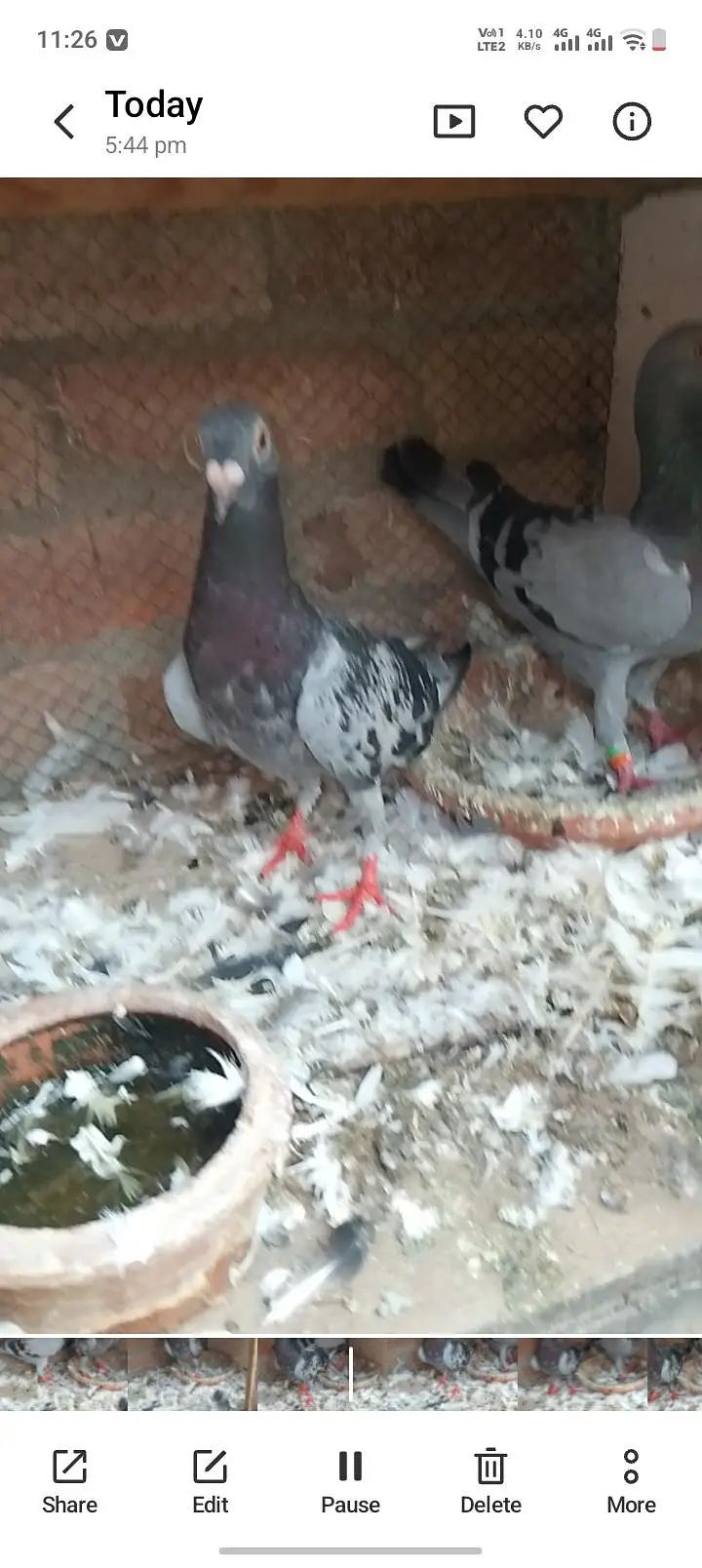 top quality recing pigeon — photo 6