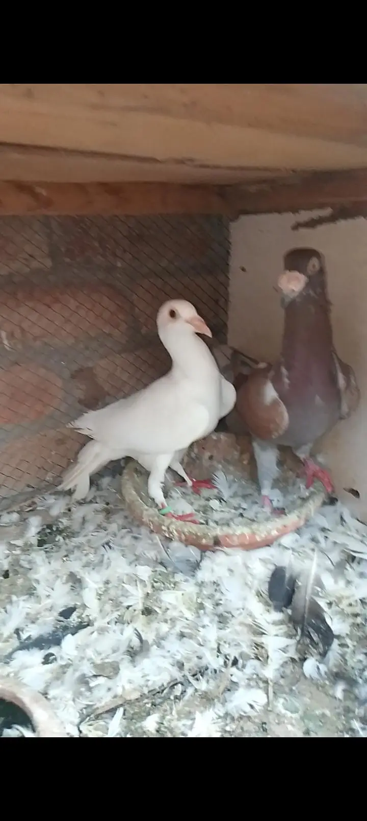top quality recing pigeon — photo 7