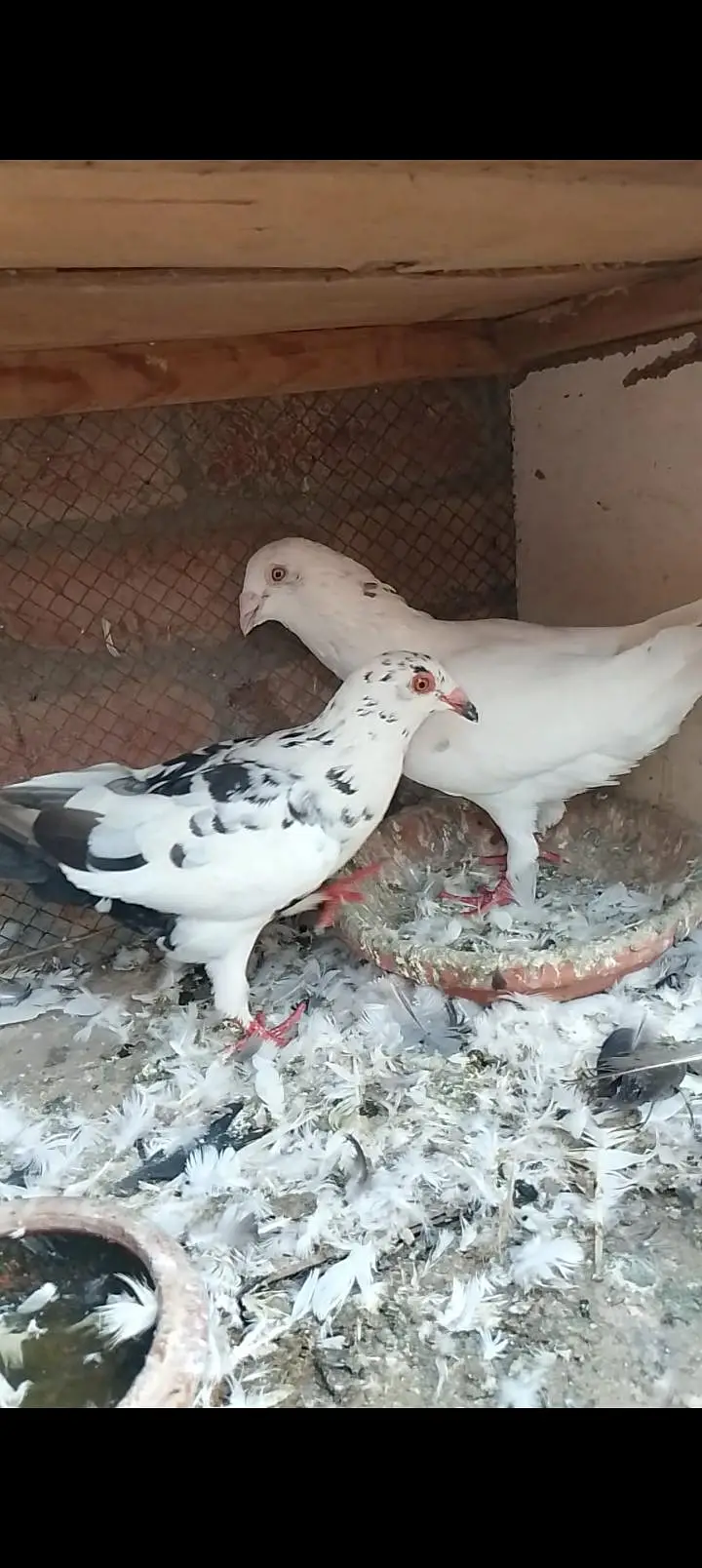 top quality recing pigeon — photo 8