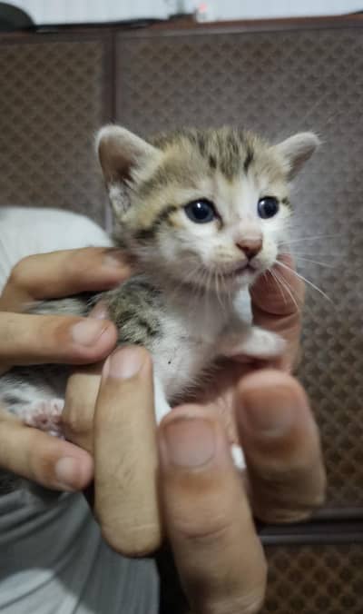 Male kitten Available