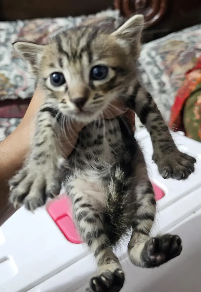 Male kitten Available — photo 2