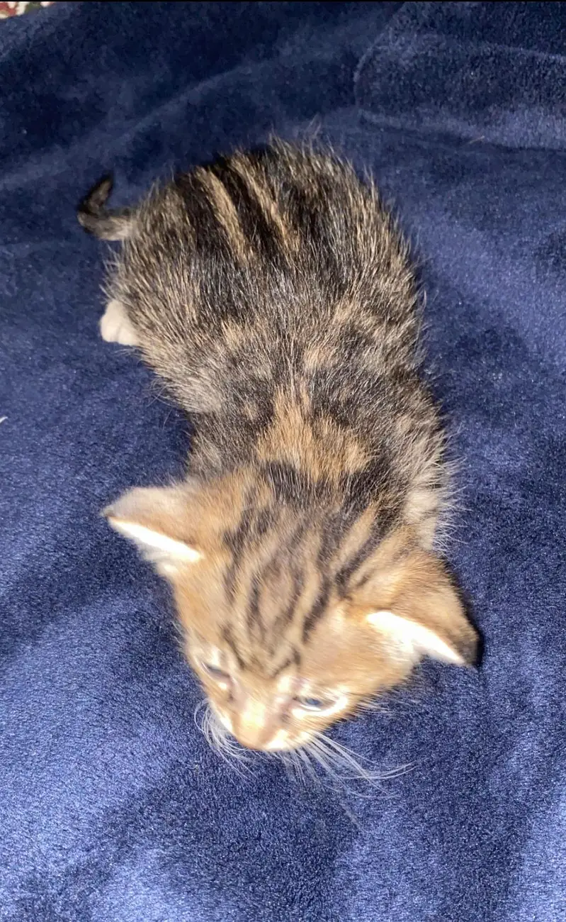 Male kitten Available — photo 3