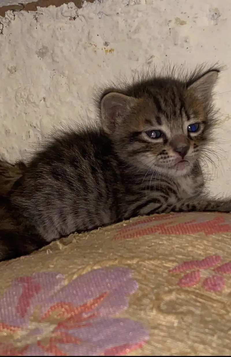 Male kitten Available — photo 4