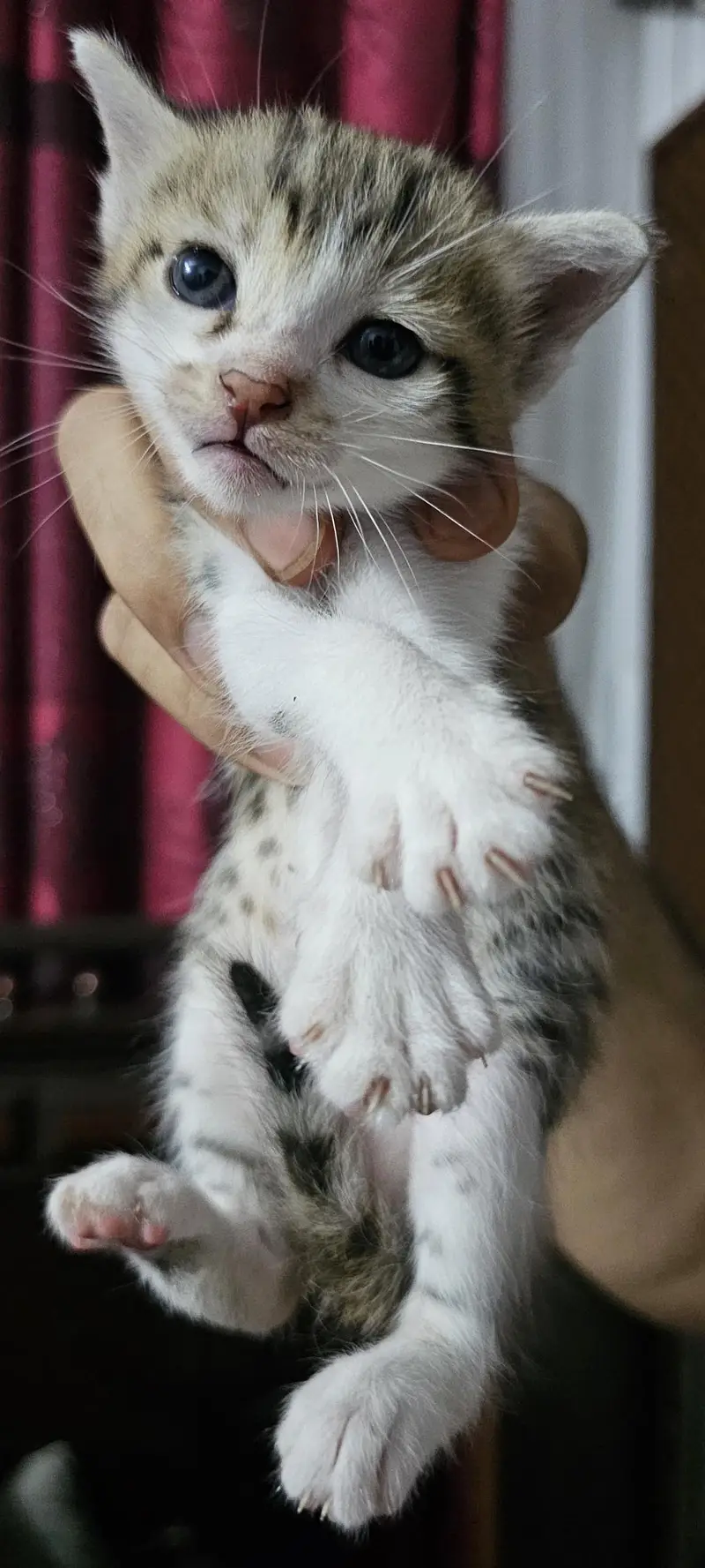 Male kitten Available — photo 5