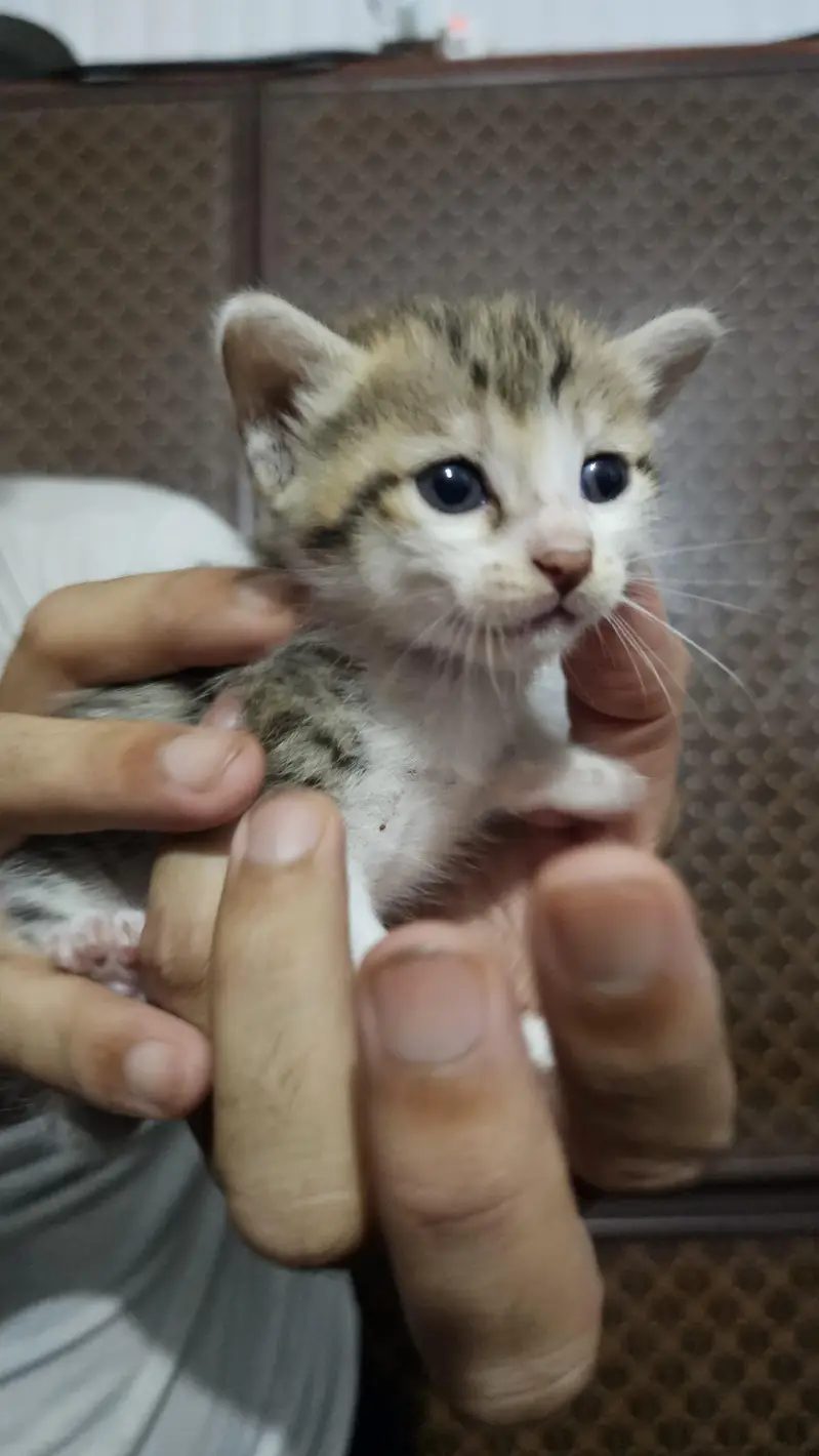 Male kitten Available — photo 6