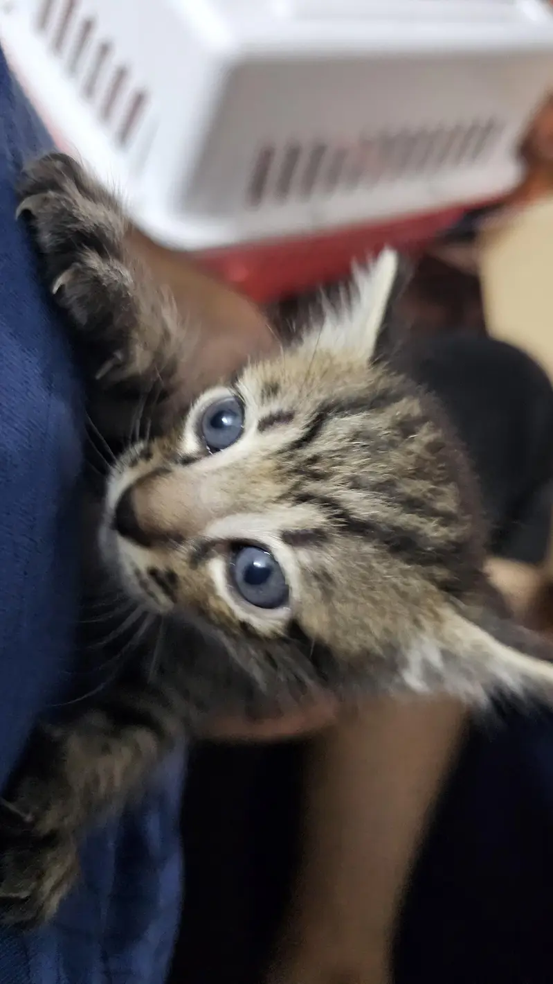 Male kitten Available — photo 7