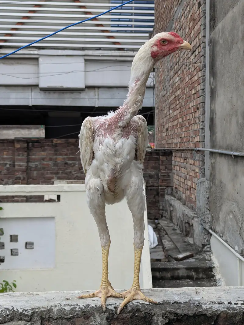 Pure White shamo long height — photo 2
