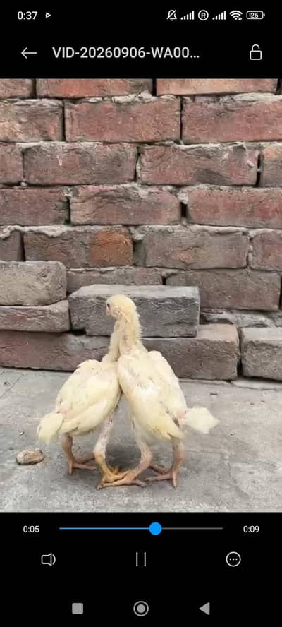 white Shamo chicks contact 03294355315