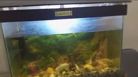 Aquarium