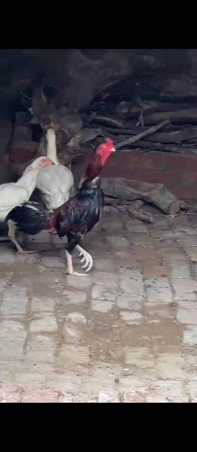 1 nar 2 madia for sale