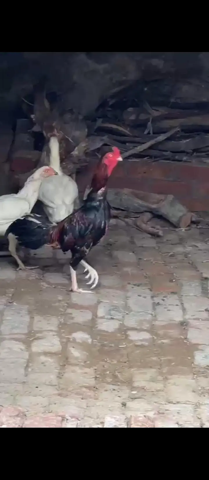 1 nar 2 madia for sale