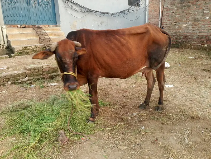 Cow for sale