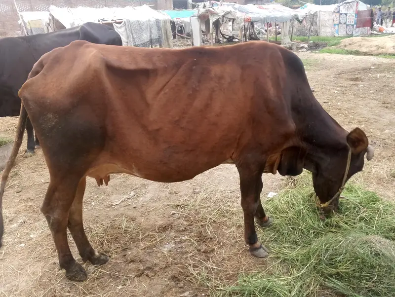 Cow for sale — photo 2